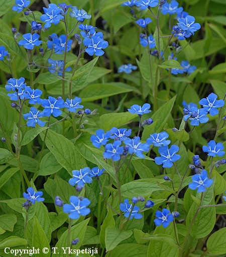  Omphalodes verna, kevtkaihonkukka 